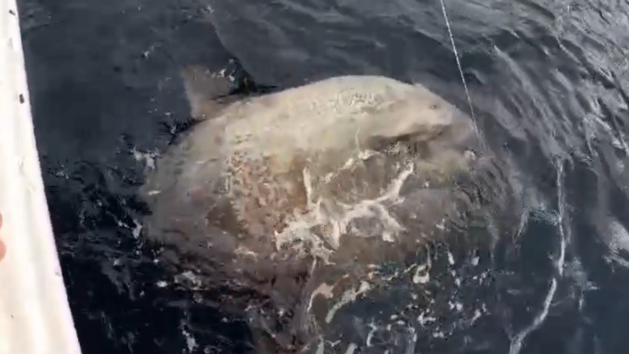 Yunanlılara Meydan Okuyan Balıkçıdan 1 Tonluk Ay Balığı Yakalama Hikayesi