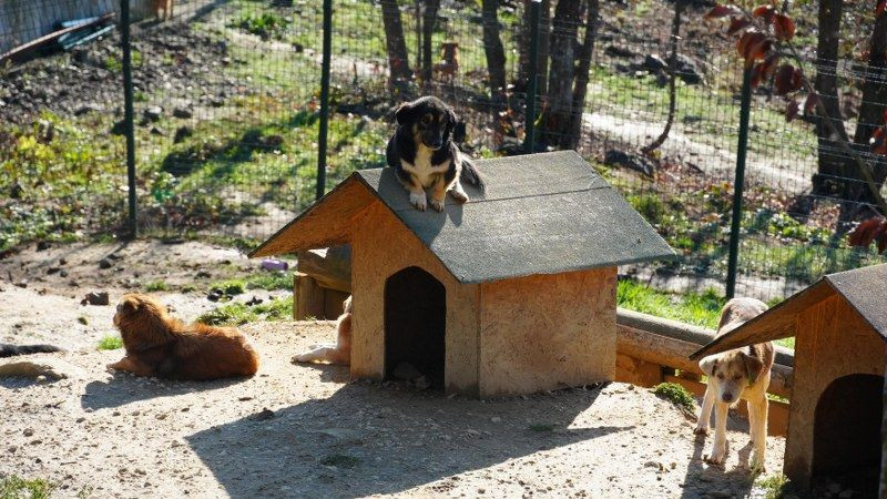 Öğrencilerden Sokak Hayvanlarına 225 Kilo Mama Bağışı - Sayfa 6