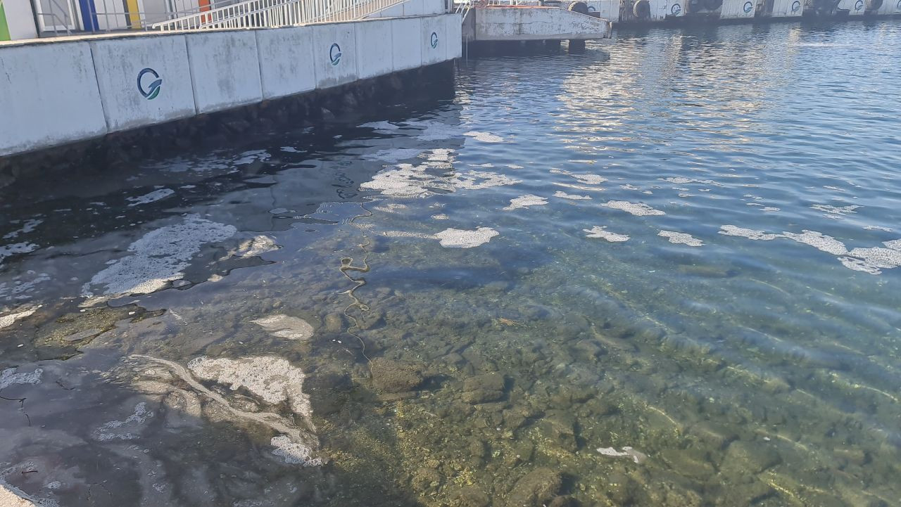 Çanakkale Boğazı'nda Müsilaj Yeniden Görüldü - Sayfa 2