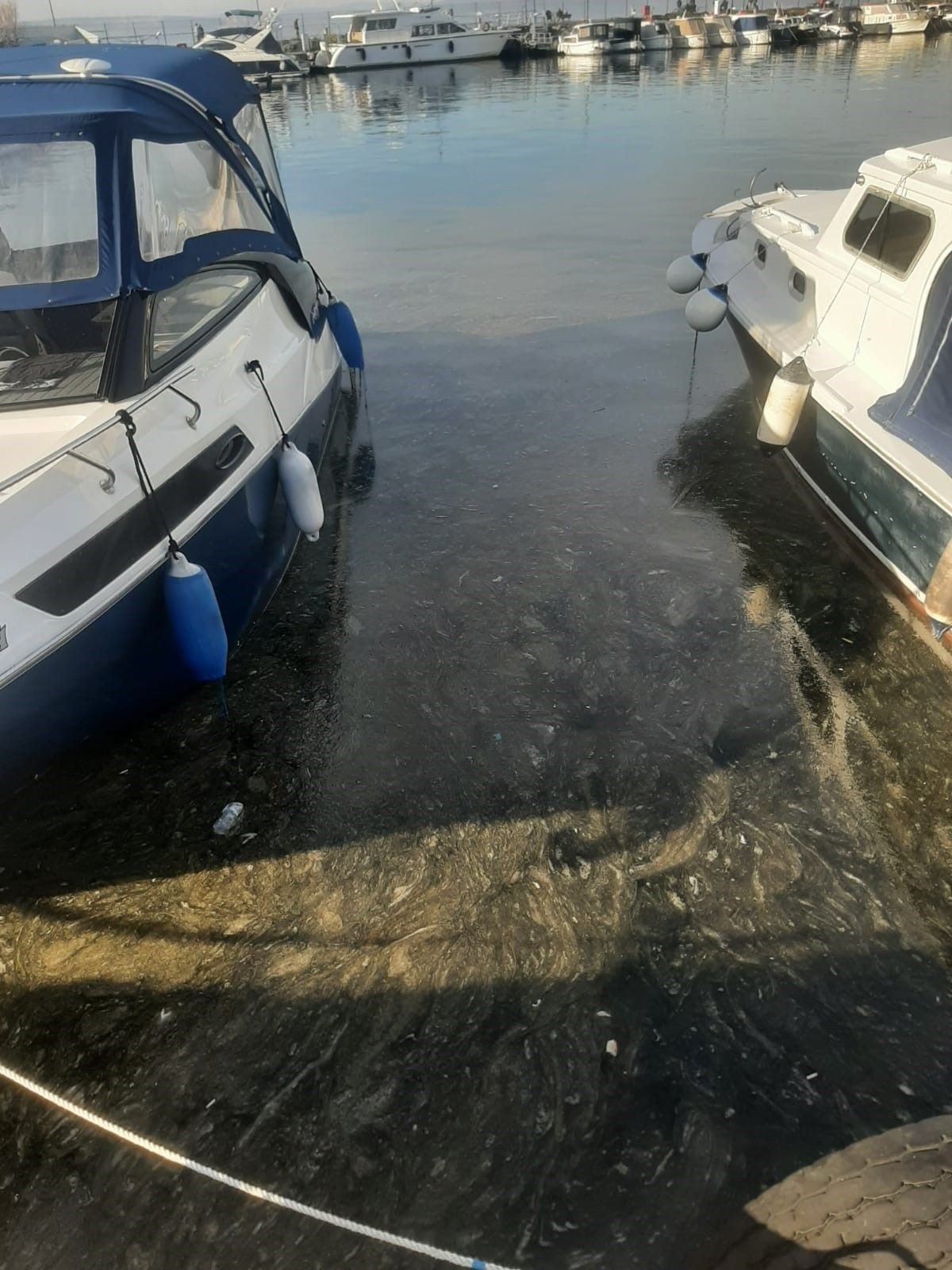 Çanakkale Boğazı'nda Müsilaj Yeniden Görüldü - Sayfa 7