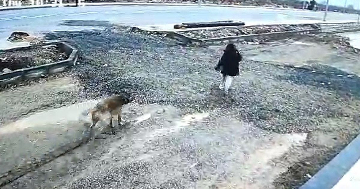 Gaziantep'te Başıboş Köpek Kız Çocuğuna Saldırdı - Sayfa 3