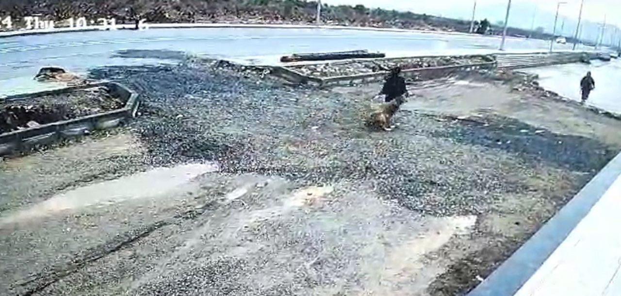 Gaziantep'te Başıboş Köpek Kız Çocuğuna Saldırdı - Sayfa 4