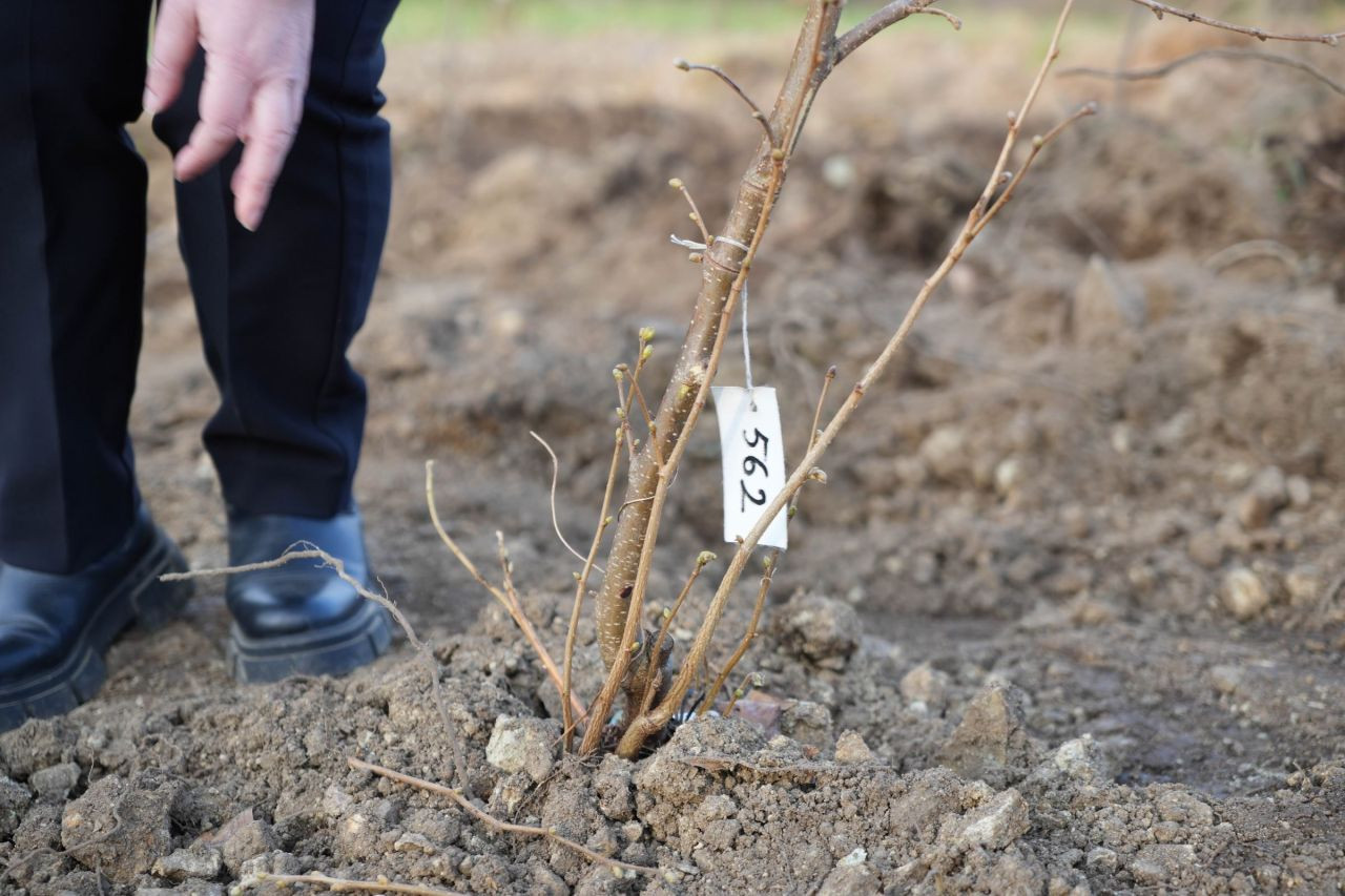 Fındık Üreticisinin En Büyük Derdi Tarih Oluyor - Sayfa 3