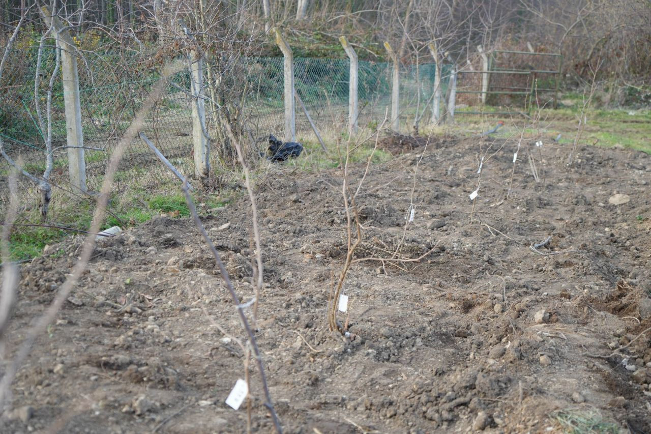 Fındık Üreticisinin En Büyük Derdi Tarih Oluyor - Sayfa 4