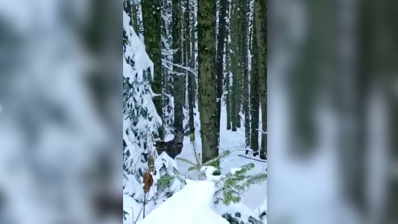 Bolu’da Nadir Görülen Kızıl Geyik Karla Kaplı Yolda Görüntülendi