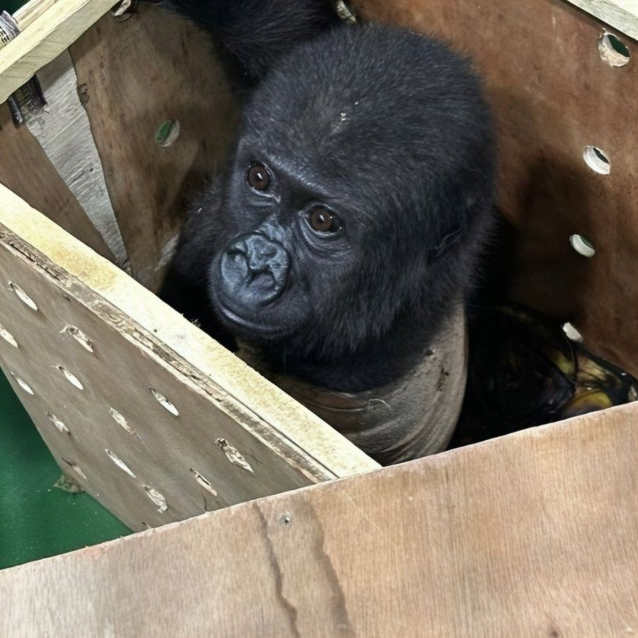 İstanbul Havalimanı'nda Ele Geçirilen Yavru Goril İçin Bakanlık Açıklama Yaptı! - Sayfa 7