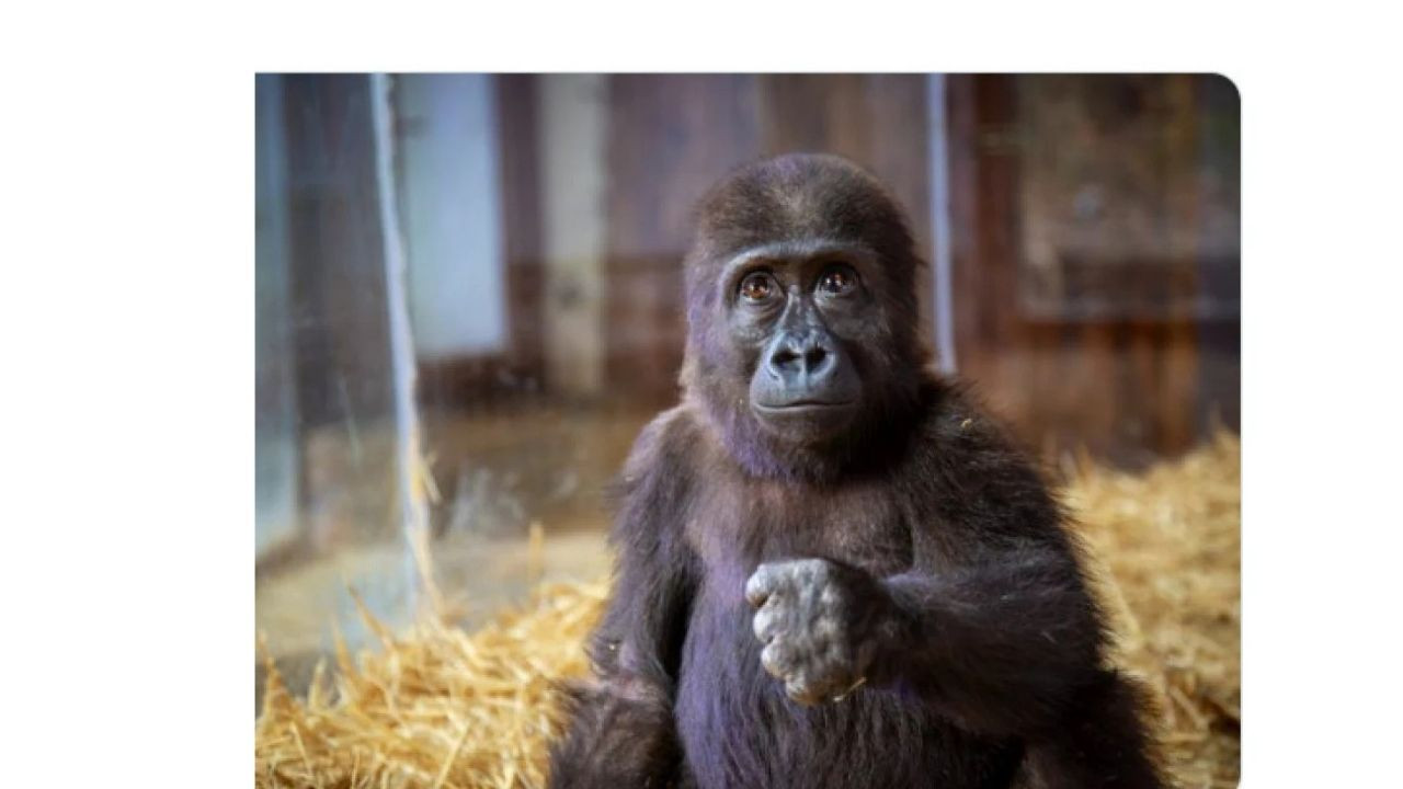 İstanbul Havalimanı'nda Ele Geçirilen Yavru Goril İçin Bakanlık Açıklama Yaptı! - Sayfa 1