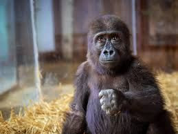 İstanbul Havalimanı'nda Ele Geçirilen Yavru Goril İçin Bakanlık Açıklama Yaptı! - Sayfa 3