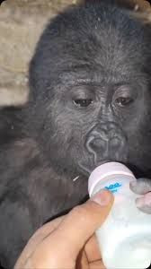 İstanbul Havalimanı'nda Ele Geçirilen Yavru Goril İçin Bakanlık Açıklama Yaptı! - Sayfa 2