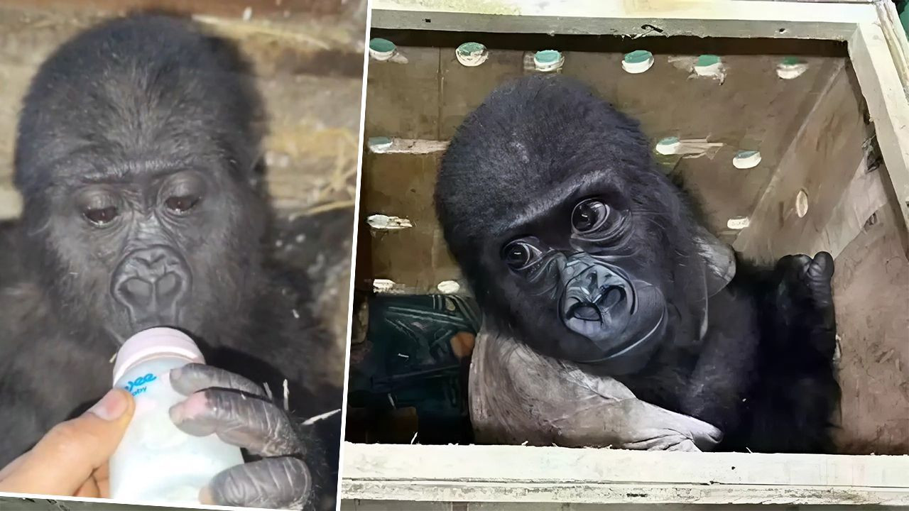 İstanbul Havalimanı'nda Ele Geçirilen Yavru Goril İçin Bakanlık Açıklama Yaptı! - Sayfa 5