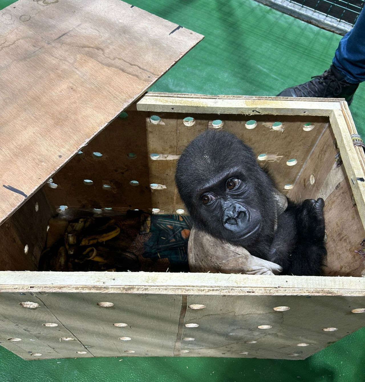 İstanbul Havalimanı'nda Ele Geçirilen Yavru Goril İçin Bakanlık Açıklama Yaptı! - Sayfa 6