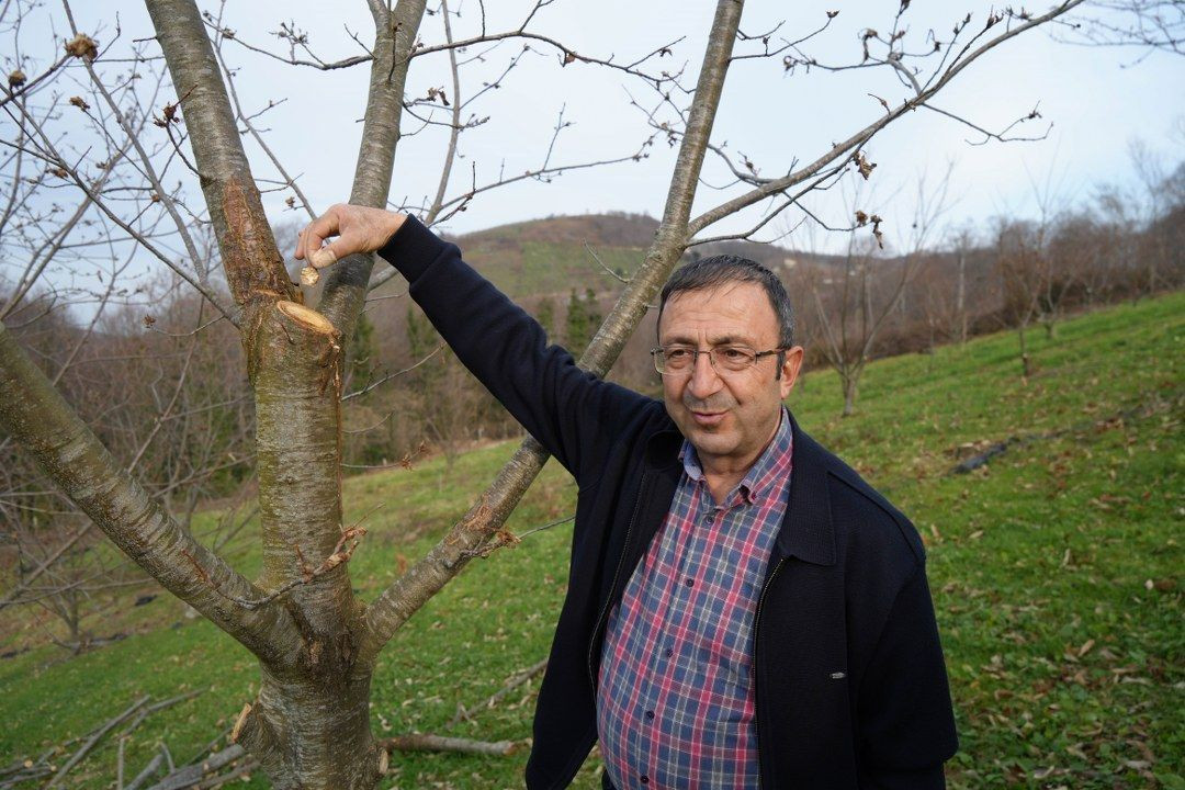 Kök çürüklüğü hastalığına karşı yapılan araştırmada, 500 bitkiden sadece 35'i sağlam kaldı - Sayfa 1