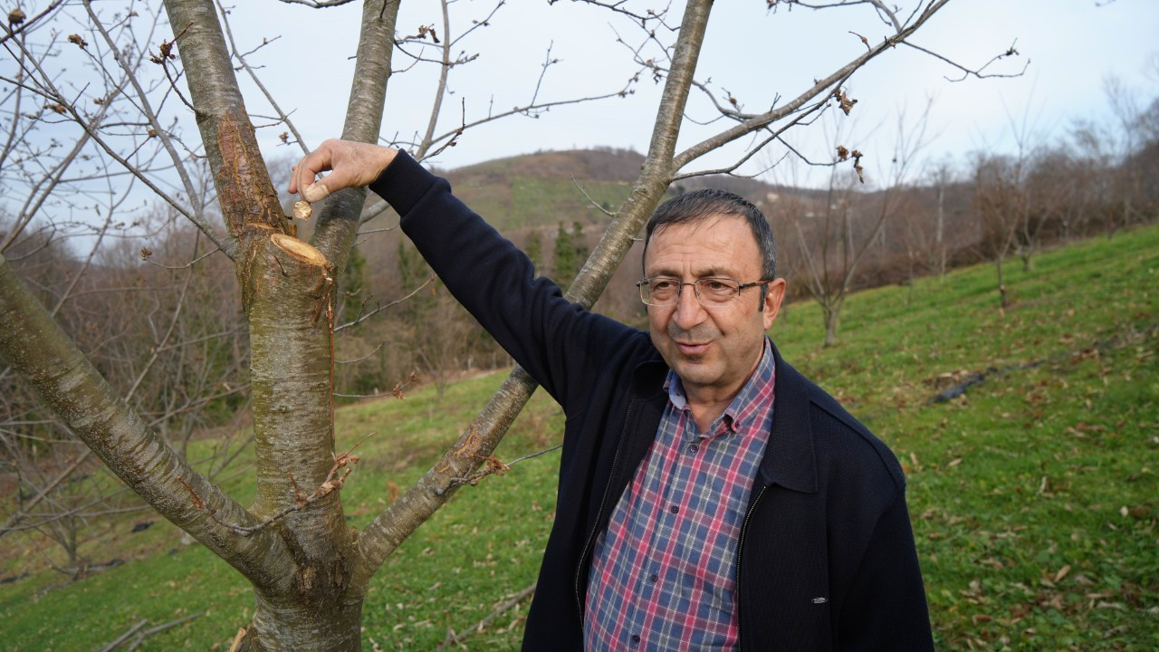 Kök çürüklüğü hastalığına karşı yapılan araştırmada, 500 bitkiden sadece 35'i sağlam kaldı