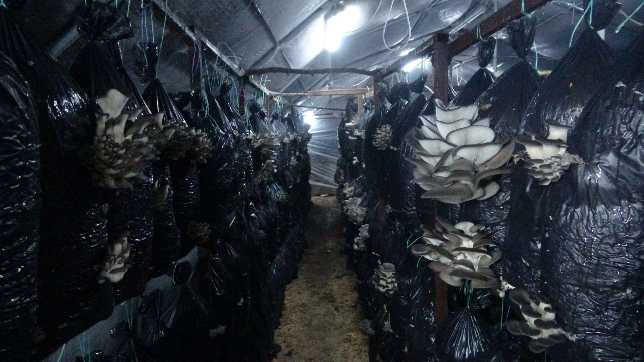 Malatyalı girişimci, serasında ayda 6 ton istiridye mantarı üretiyor - Sayfa 5