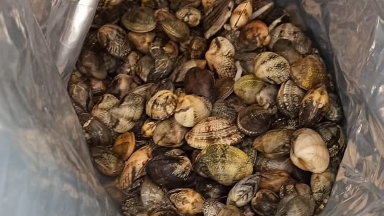 Edirne’de Kaçak Kum Midyesi Operasyonu: 46 Kişiye 11 Milyon Lira Ceza