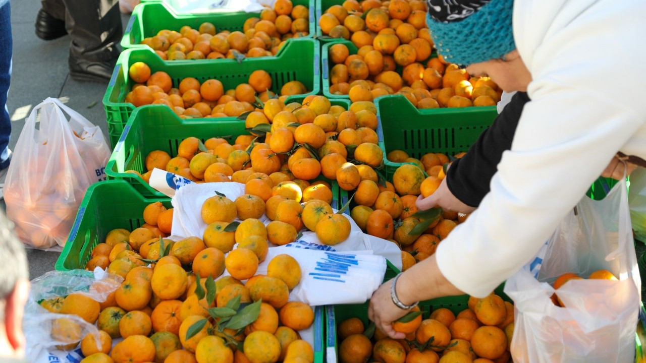 Bodrum Belediyesi Halkla Mandalin Keyfi Yaşatıyor