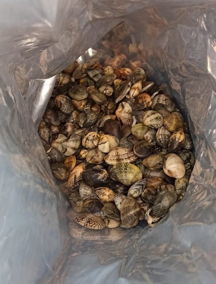 Edirne’de Kaçak Kum Midyesi Operasyonu: 46 Kişiye 11 Milyon Lira Ceza - Sayfa 1