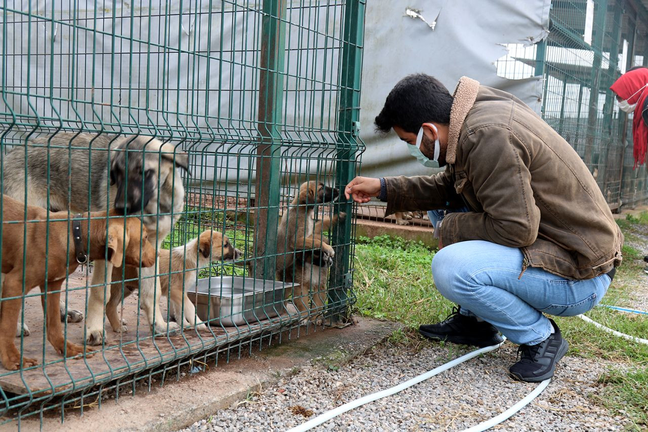 Büyükşehir Belediyesi’nden Sokak Hayvanlarına Şefkat Eli: 2024’te 206 Köpek ve 77 Kedi Yeni Yuvaya Kavuştu! - Sayfa 7