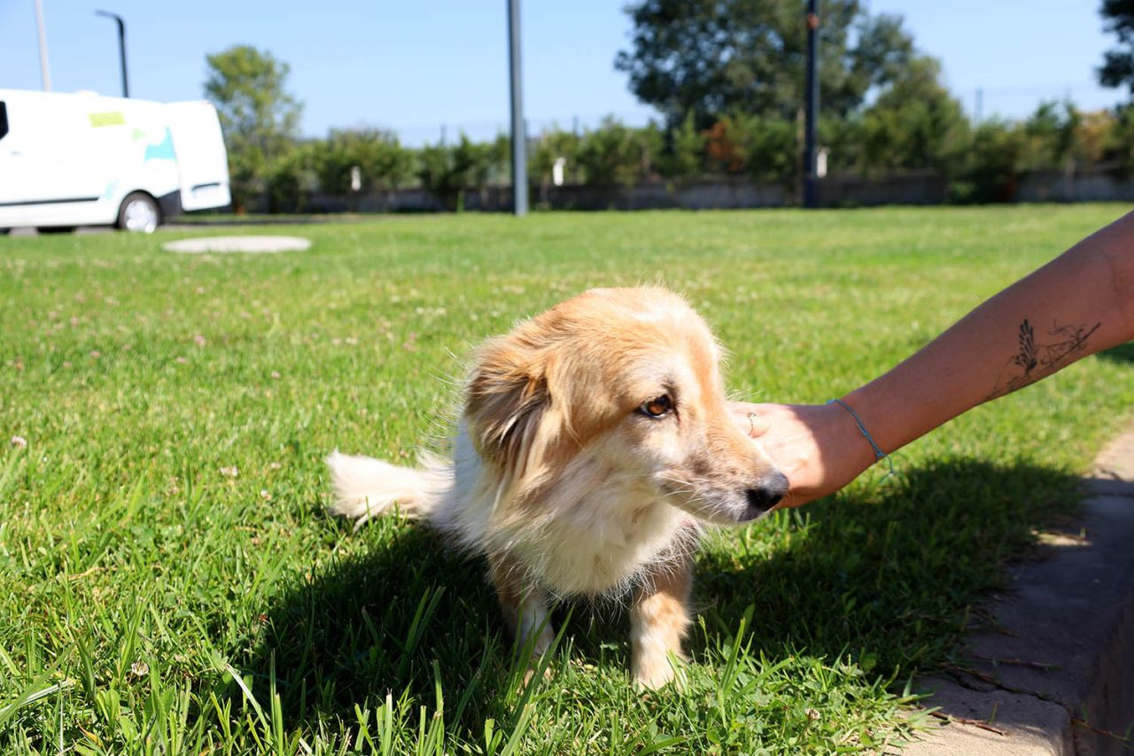 Büyükşehir Belediyesi’nden Sokak Hayvanlarına Şefkat Eli: 2024’te 206 Köpek ve 77 Kedi Yeni Yuvaya Kavuştu! - Sayfa 9