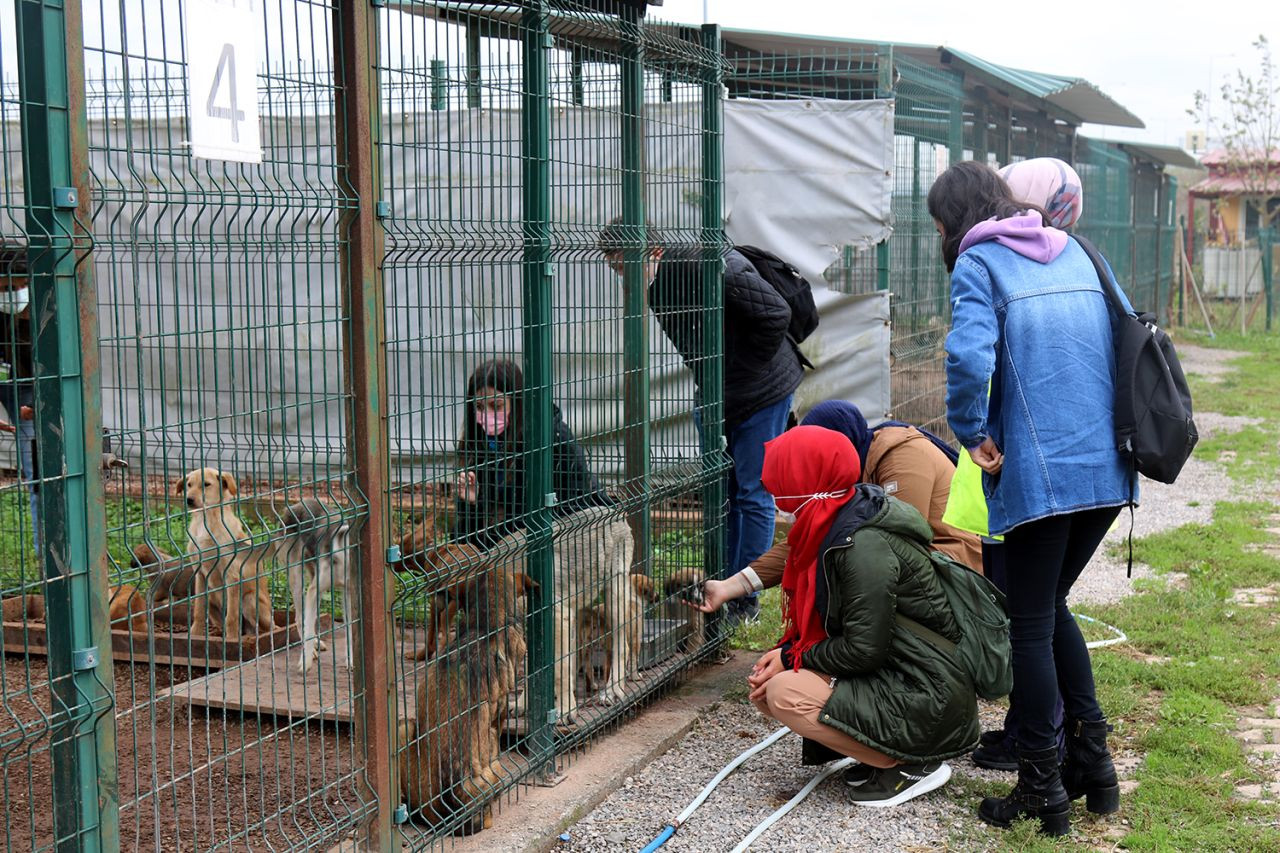 Büyükşehir Belediyesi’nden Sokak Hayvanlarına Şefkat Eli: 2024’te 206 Köpek ve 77 Kedi Yeni Yuvaya Kavuştu! - Sayfa 3