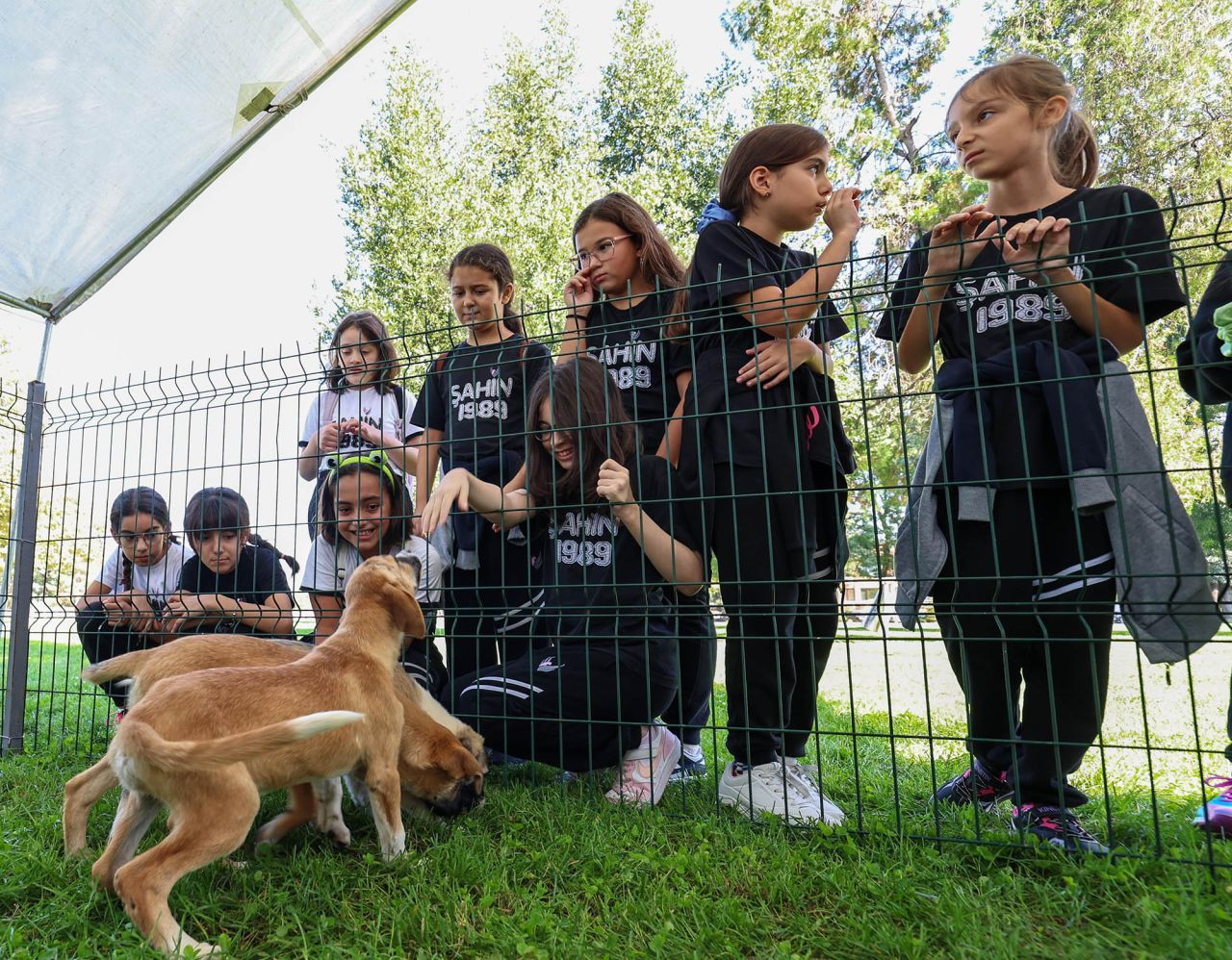 Büyükşehir Belediyesi’nden Sokak Hayvanlarına Şefkat Eli: 2024’te 206 Köpek ve 77 Kedi Yeni Yuvaya Kavuştu! - Sayfa 14