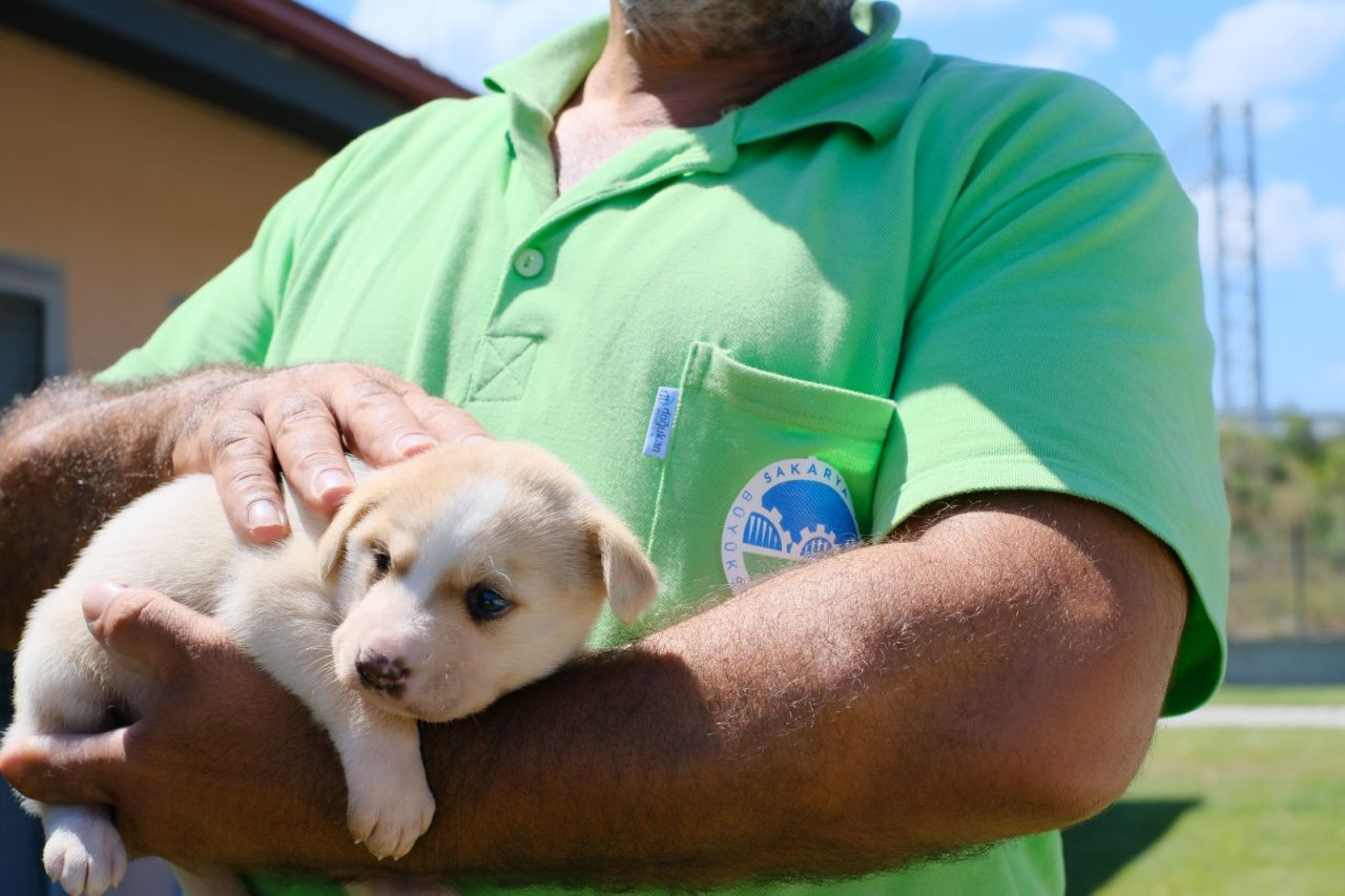 Büyükşehir Belediyesi’nden Sokak Hayvanlarına Şefkat Eli: 2024’te 206 Köpek ve 77 Kedi Yeni Yuvaya Kavuştu! - Sayfa 11