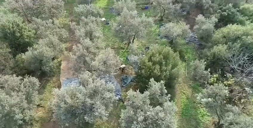 Polis, Zeytin Hırsızlarına Karşı Drone Destekli Denetim Başlattı - Sayfa 3