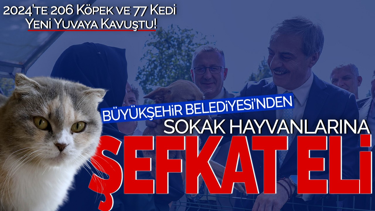 Büyükşehir Belediyesi’nden Sokak Hayvanlarına Şefkat Eli: 2024’te 206 Köpek ve 77 Kedi Yeni Yuvaya Kavuştu!