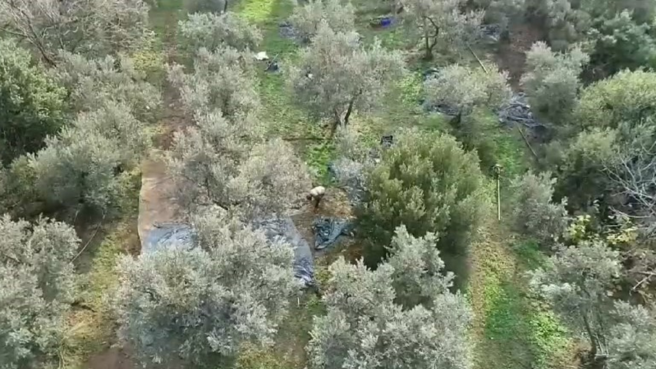 Polis, Zeytin Hırsızlarına Karşı Drone Destekli Denetim Başlattı