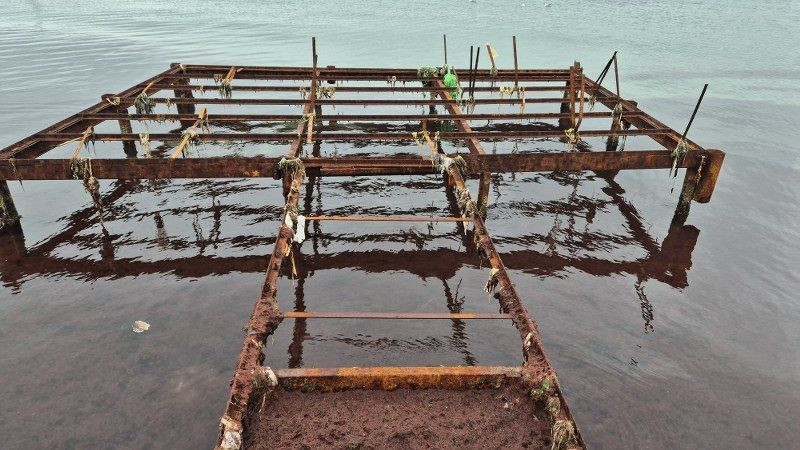 Marmara Denizi'nin Kıyılarında Lodos Sonrası Kızıl Yosun İstilası - Sayfa 4