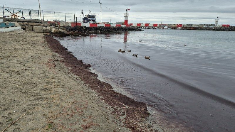 Marmara Denizi'nin Kıyılarında Lodos Sonrası Kızıl Yosun İstilası - Sayfa 6