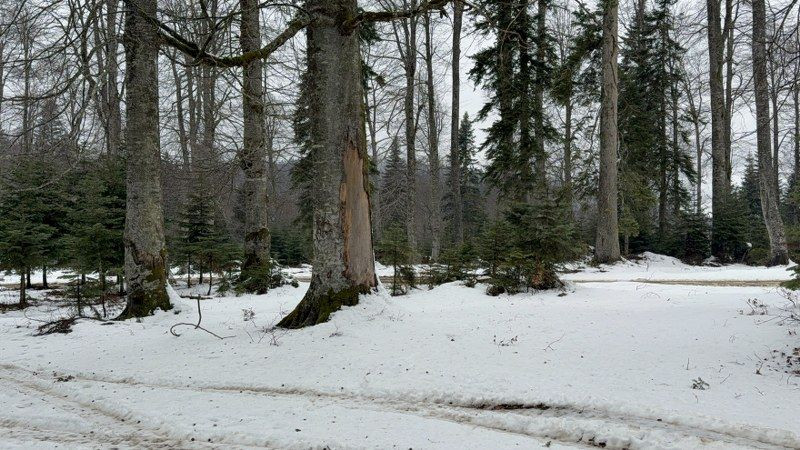 Düzce'nin Yüksek Kesimlerinde Kar Etkili Oluyor - Sayfa 6