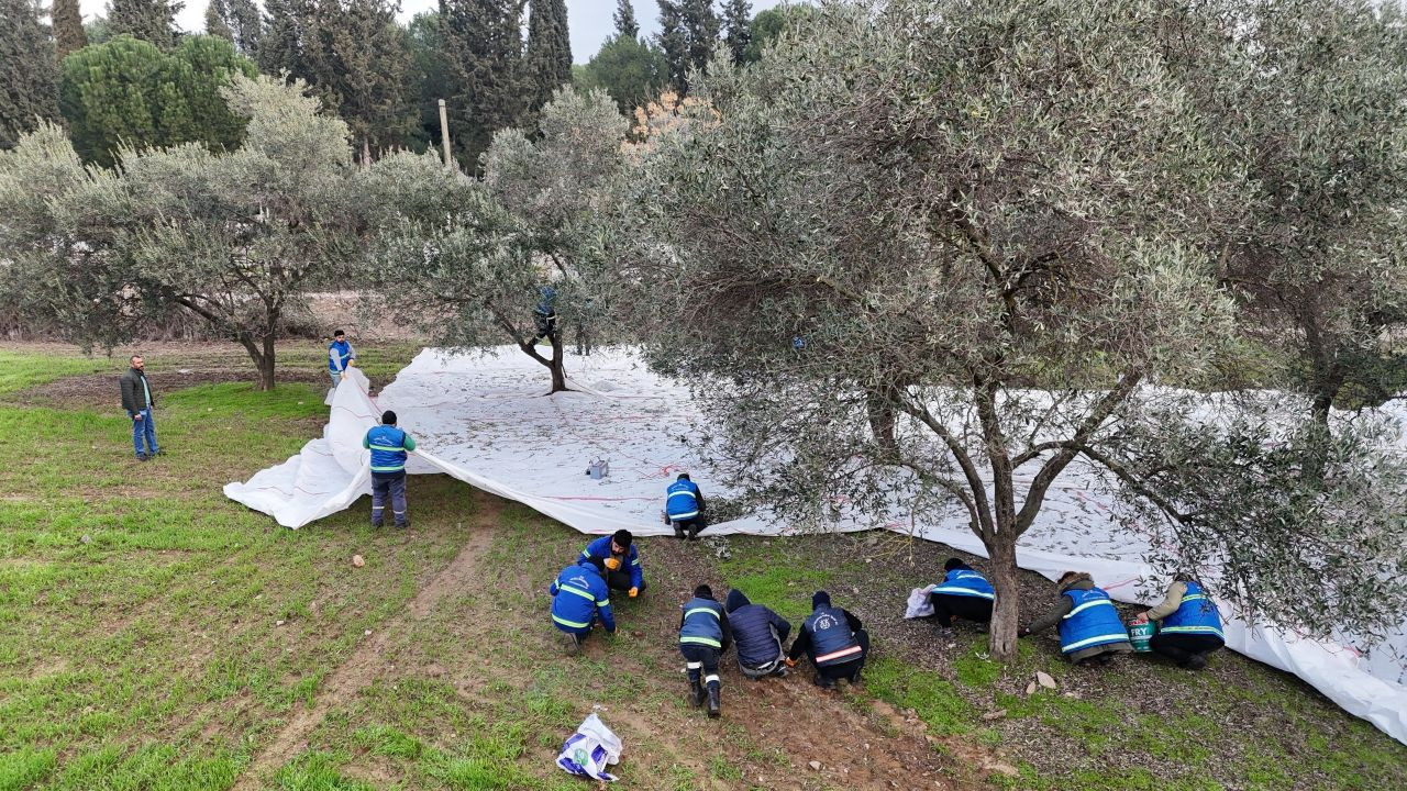 Nazilli Belediyesi’nden zeytin hasadı - Sayfa 1