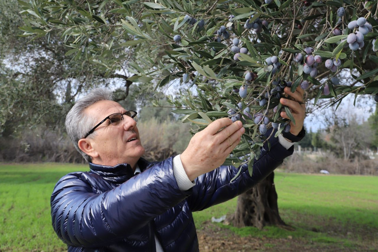 Nazilli Belediyesi’nden zeytin hasadı - Sayfa 2