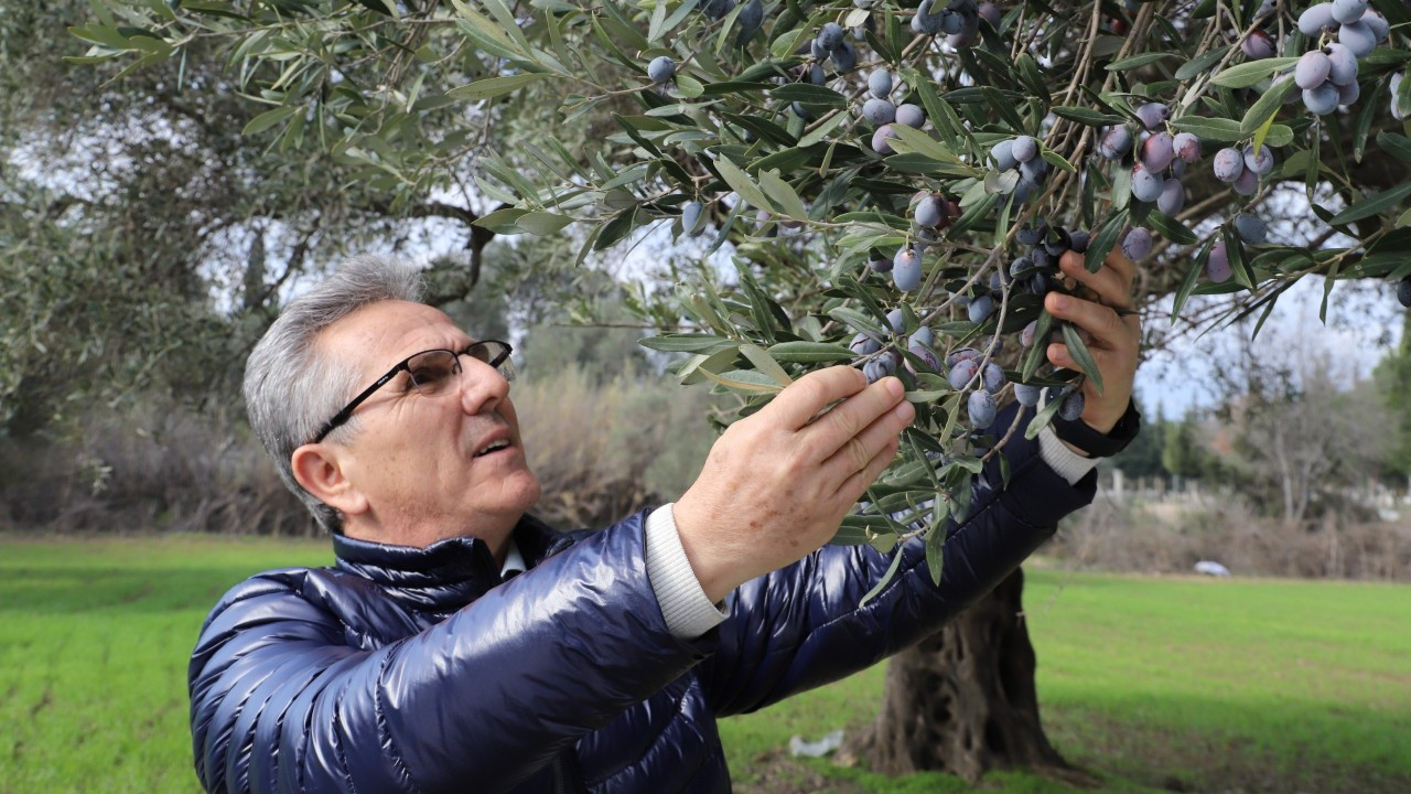 Nazilli Belediyesi’nden zeytin hasadı