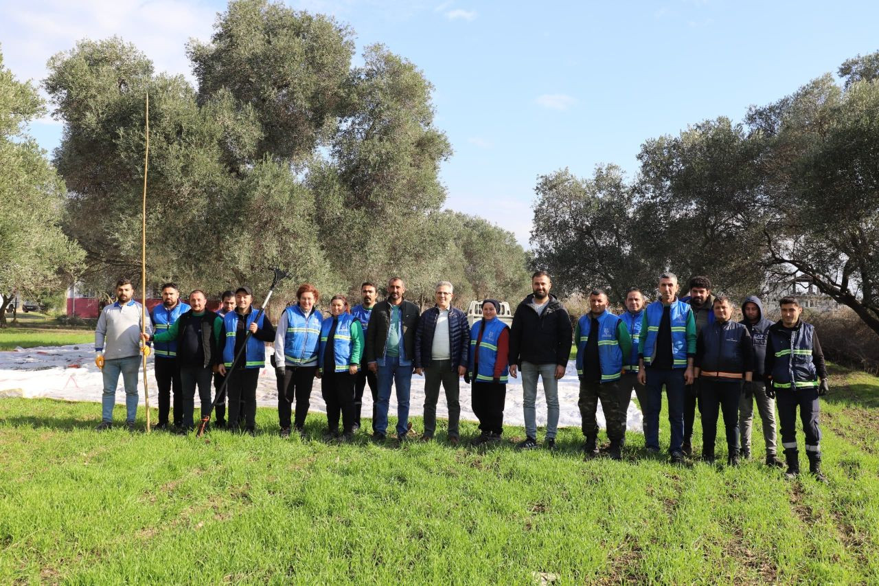 Nazilli Belediyesi’nden zeytin hasadı - Sayfa 3