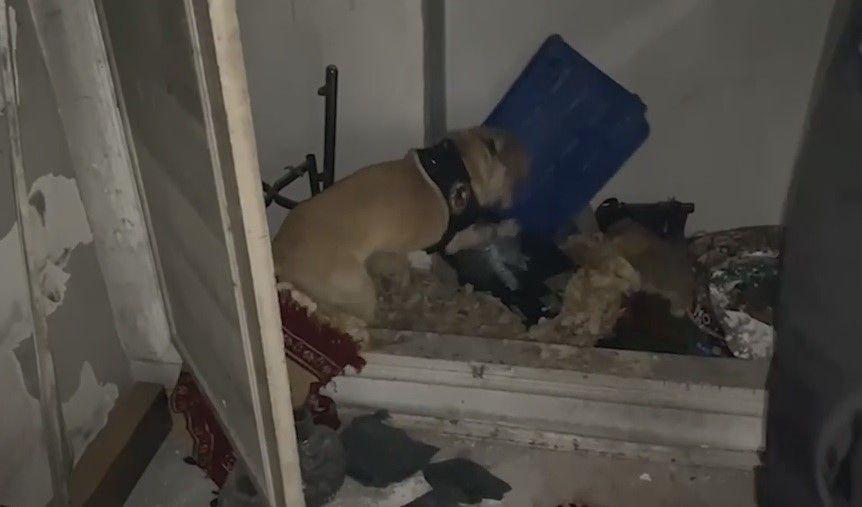 Narkotik Köpeği Jack’ten Büyük Başarı: 28 Bin Adet Hap Ele Geçirildi - Sayfa 1