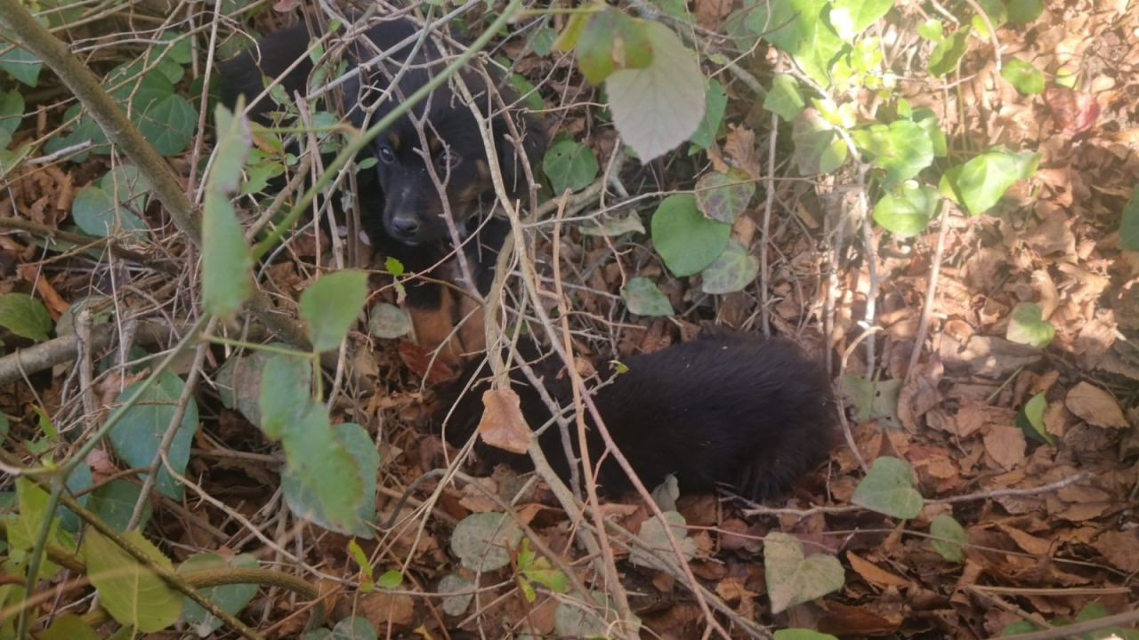 Sinop’ta Terk Edilen Köpekler Açlıkla Mücadele Ediyor, Yardım Bekliyor - Sayfa 1