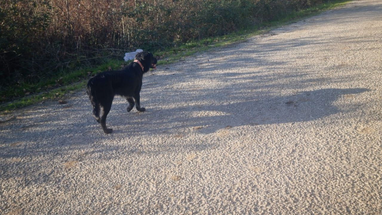 Sinop’ta Terk Edilen Köpekler Açlıkla Mücadele Ediyor, Yardım Bekliyor - Sayfa 3