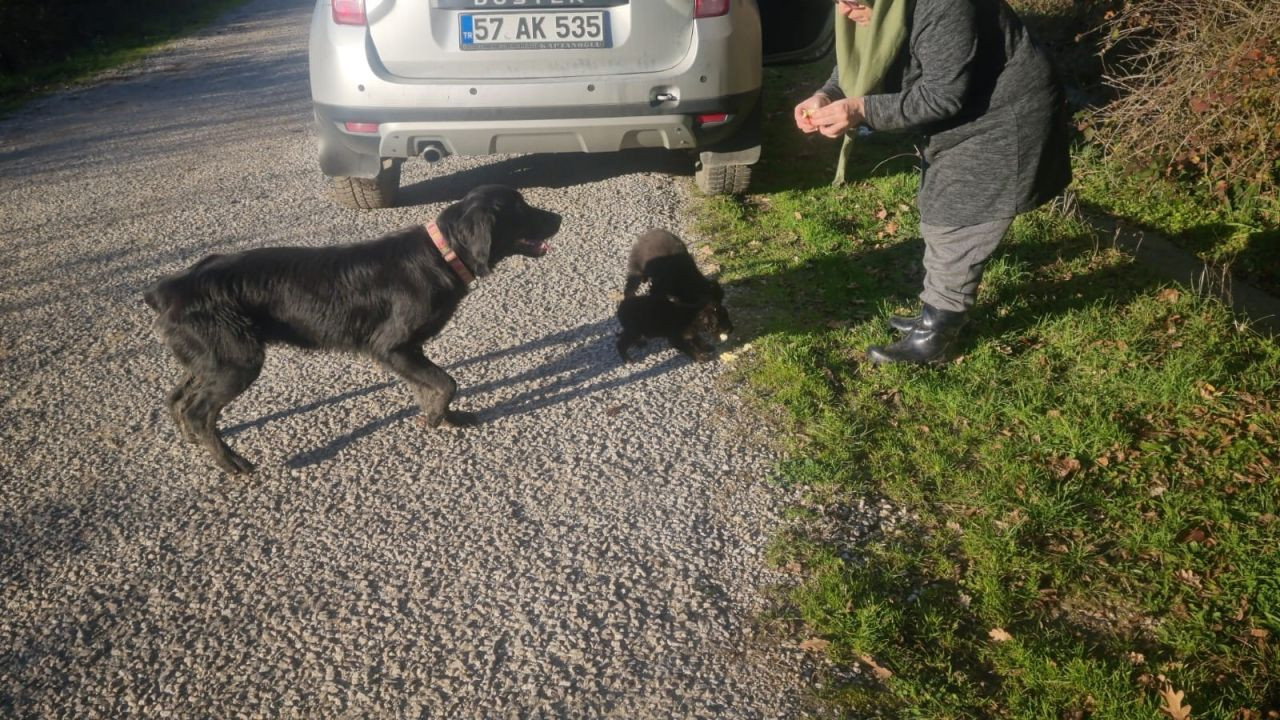 Sinop’ta Terk Edilen Köpekler Açlıkla Mücadele Ediyor, Yardım Bekliyor - Sayfa 2