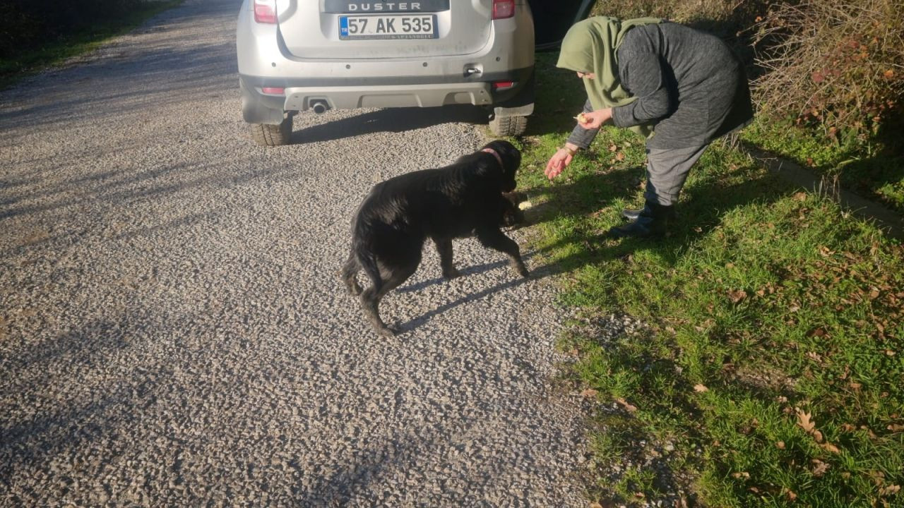 Sinop’ta Terk Edilen Köpekler Açlıkla Mücadele Ediyor, Yardım Bekliyor - Sayfa 4