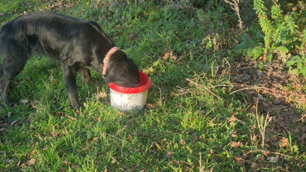 Sinop’ta Terk Edilen Köpekler Açlıkla Mücadele Ediyor, Yardım Bekliyor - Sayfa 5