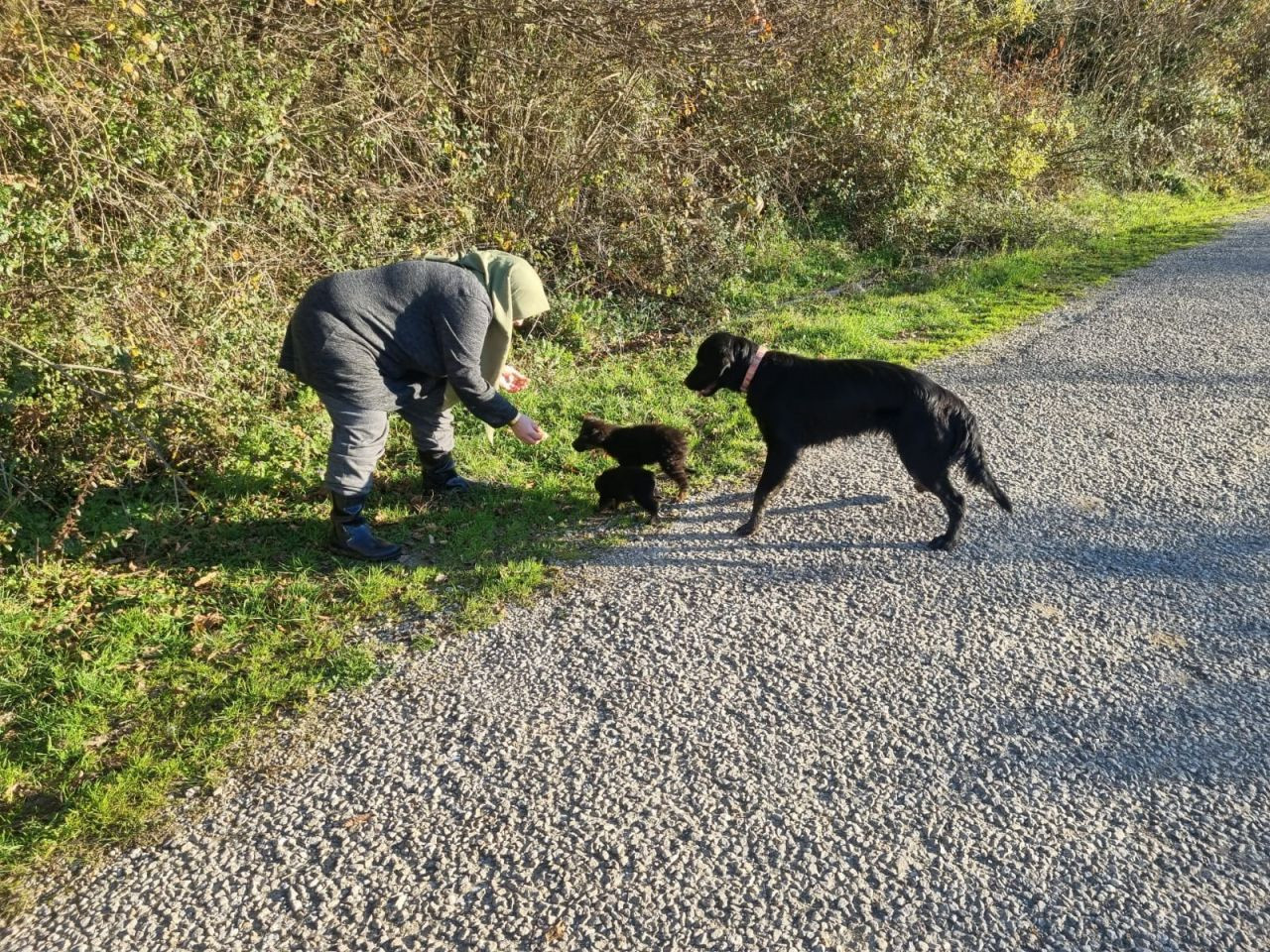 Sinop’ta Terk Edilen Köpekler Açlıkla Mücadele Ediyor, Yardım Bekliyor - Sayfa 7