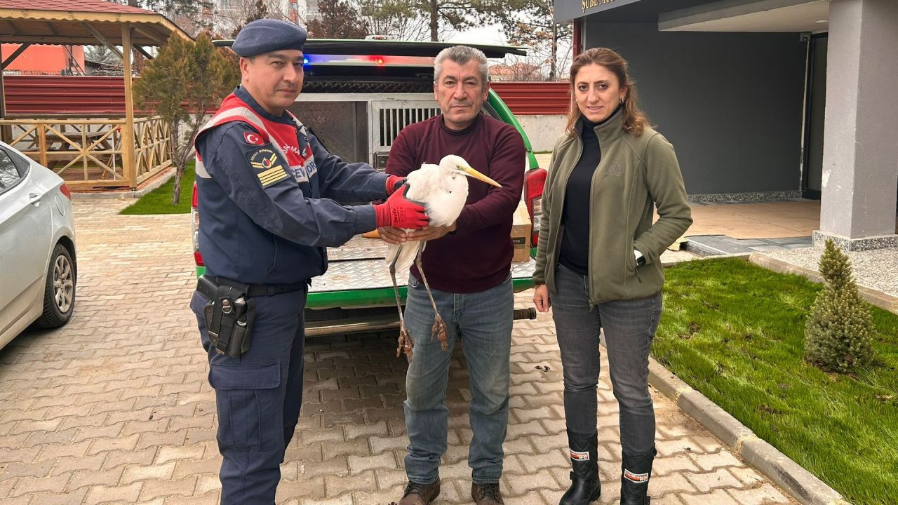 Jandarmanın Bulduğu Yaralı Büyük Ak Balıkçıl Tedavi Altına Alındı - Sayfa 1