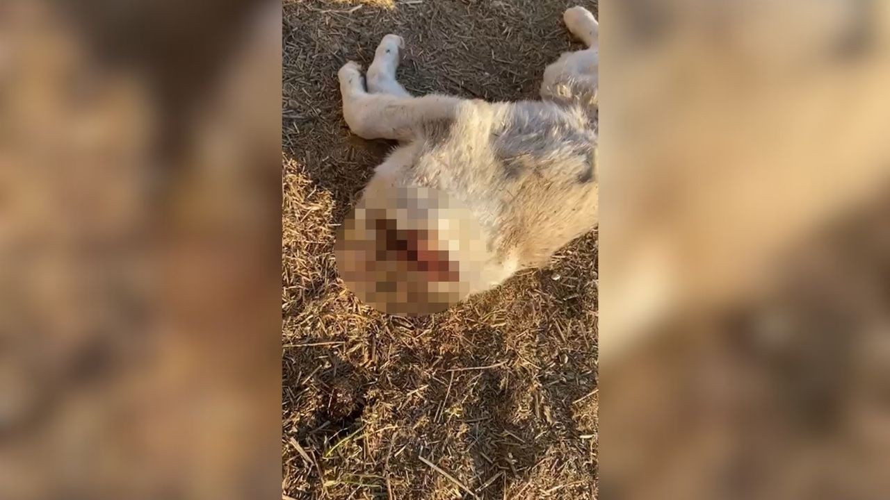 Gaziantep'te 3 Yavru Köpek Öldürülmüş Olarak Bulundu