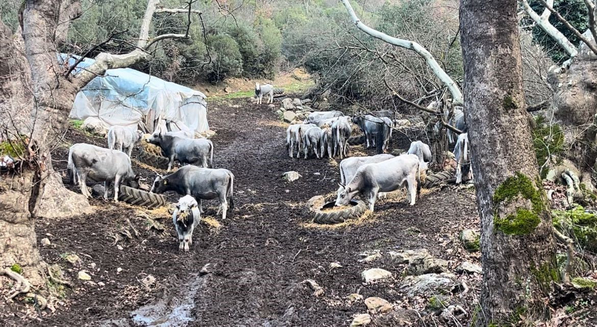 Bursa'da 750 Yıllık Safkan Yerli Hayvanları Kurşuna Dizdiler - Sayfa 5