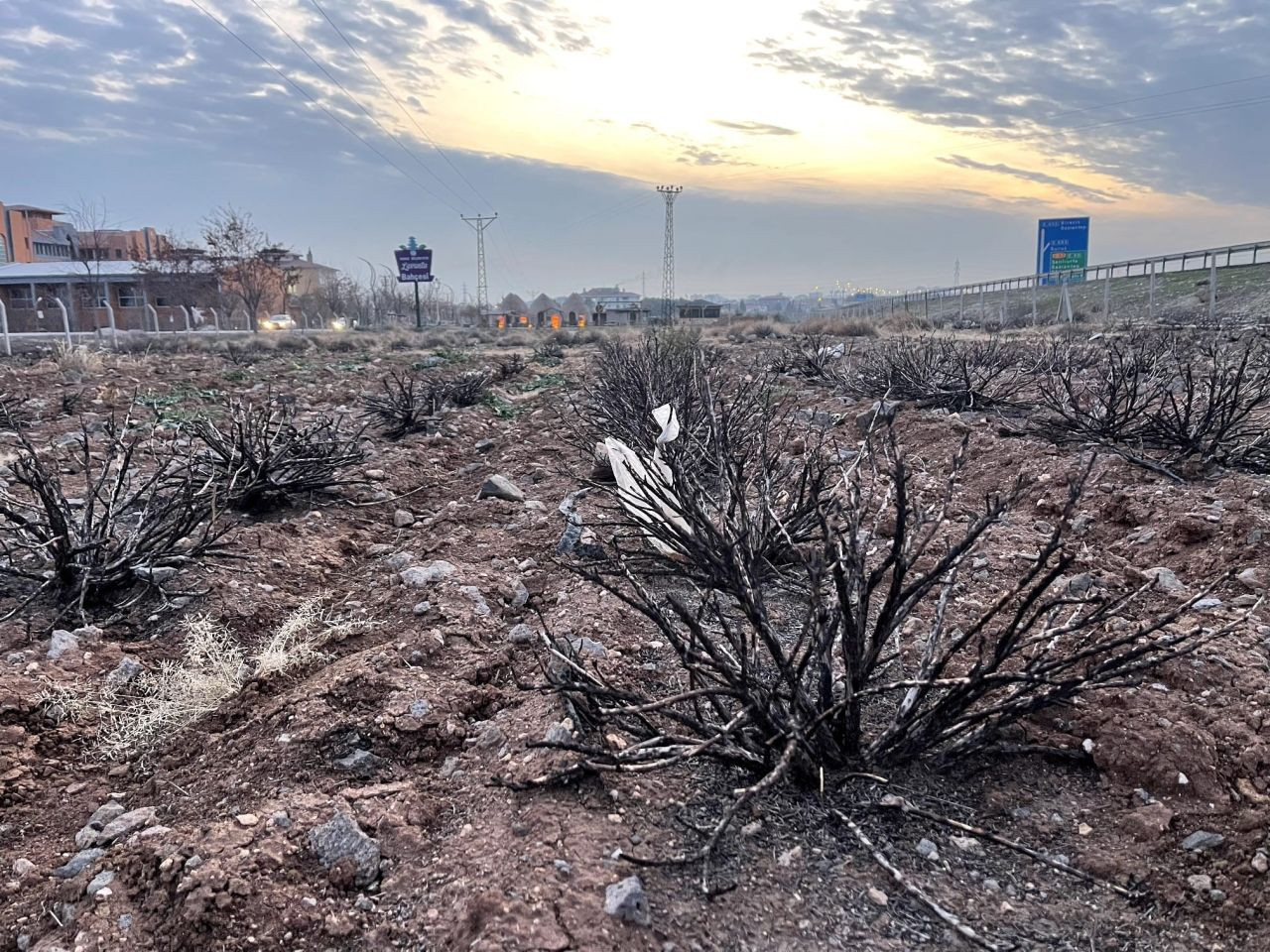 Şanlıurfa'da Lavanta Bahçesine Kilit Vuruldu! - Sayfa 1