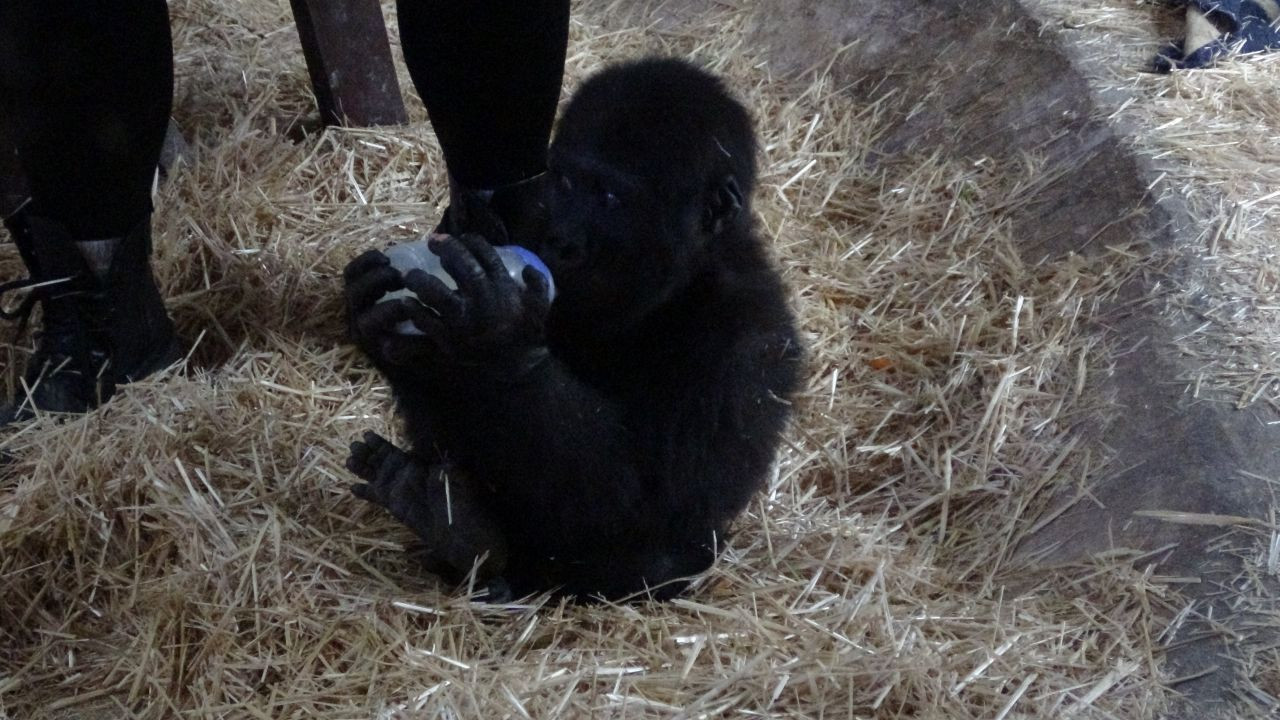 İstanbul Havalimanı'nda Bulunan Yavru Gorilin İsmi ‘Zeytin' Oldu - Sayfa 1