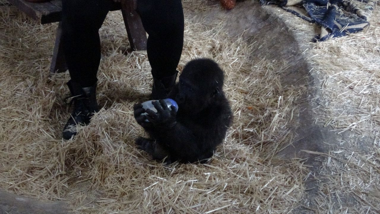 İstanbul Havalimanı'nda Bulunan Yavru Gorilin İsmi ‘Zeytin' Oldu - Sayfa 3