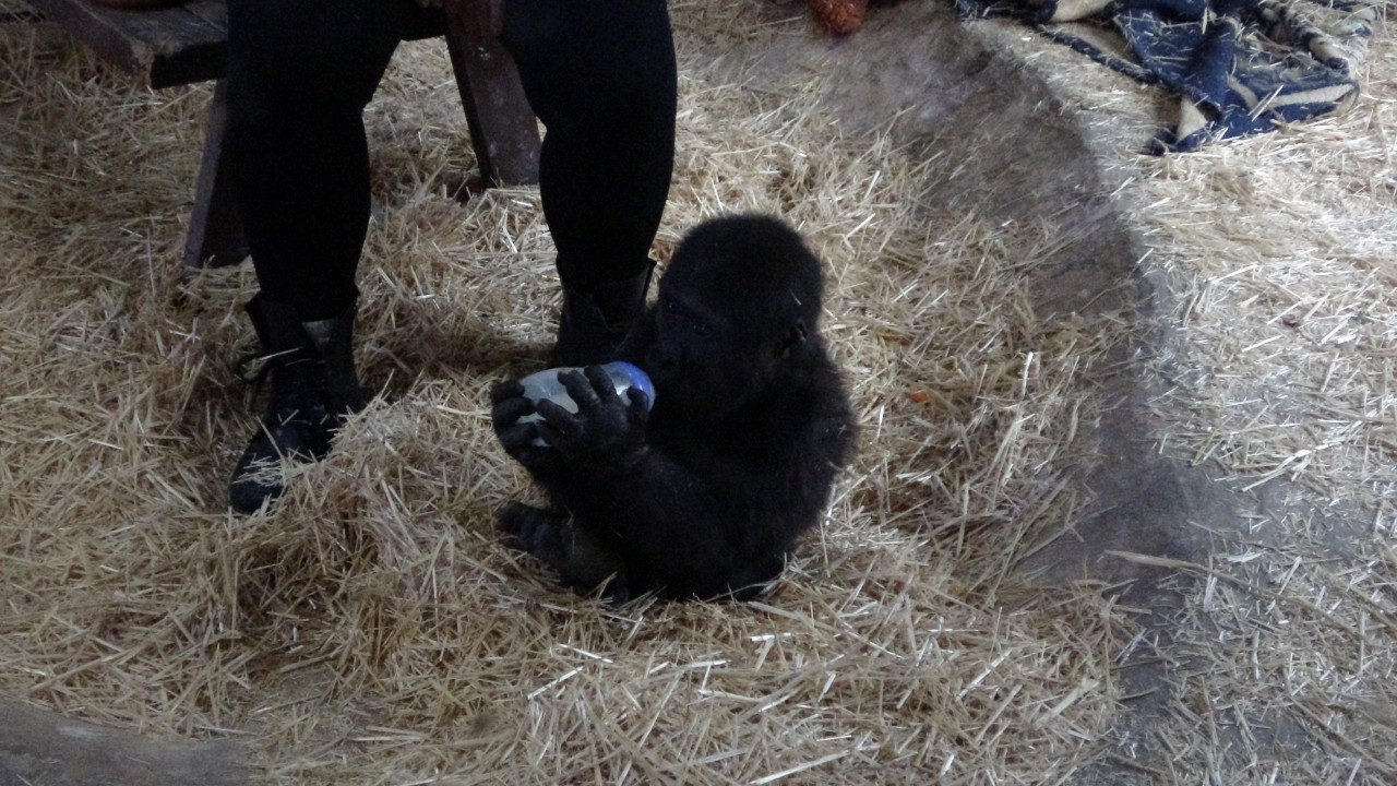 İstanbul Havalimanı'nda Bulunan Yavru Gorilin İsmi ‘Zeytin' Oldu